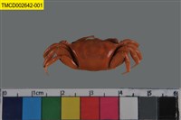 藏品(弧邊管招潮蟹)的圖片